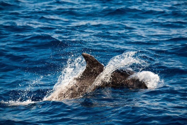 whale watching oceaneye azores